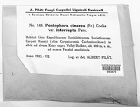 Peniophora cinerea image